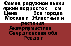 Самец радужной вьехи яркий подросток 15 см › Цена ­ 350 - Все города, Москва г. Животные и растения » Аквариумистика   . Свердловская обл.,Ревда г.